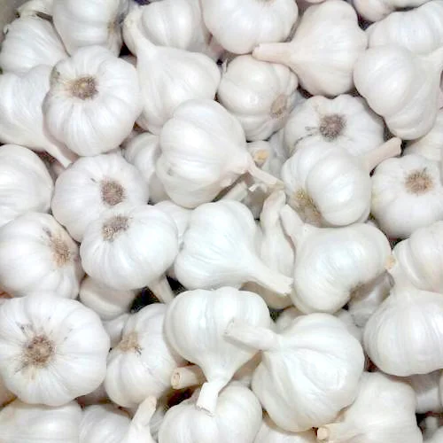 White Garlic